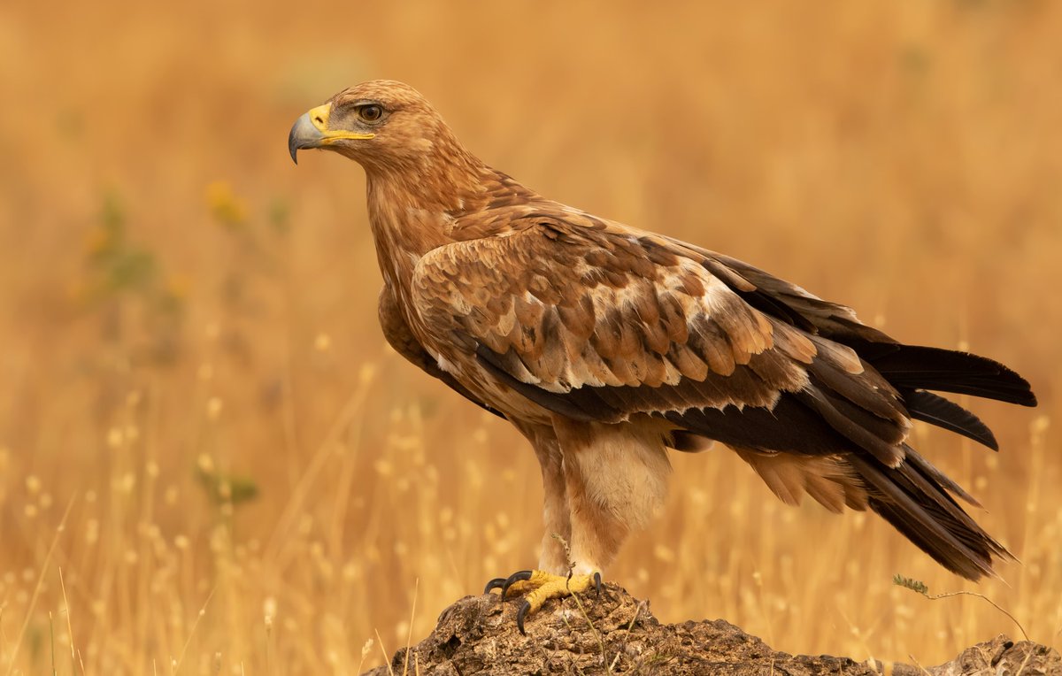 The Spanish Imperial Eagle was a real surprise and great to see on the Toledo Steppes. This one is about two years old.