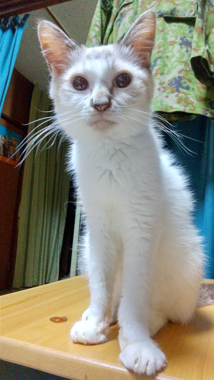 あきにゃん🐈‍⬛🐈 lit.link(リットリンク)