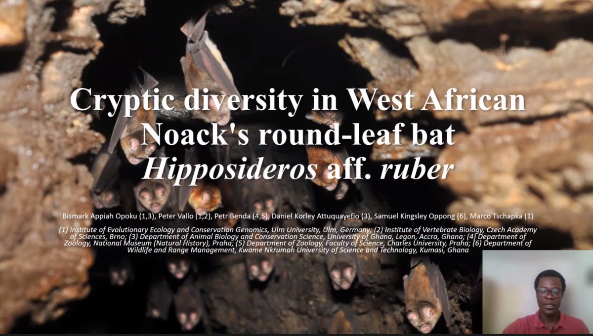bats_w_borders's tweet photo. Talk 8 - @Opoku_Bmark giving us an overview of his MSc #bat #research #crypticdiversity #Africanbats #AfriPopo2022 #Ghana #acoustic and #morphometric #variation #molecularanalysis https://t.co/h8NZy4Ifcm