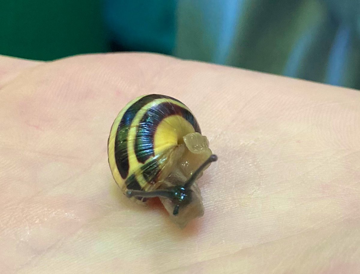 Biology_NHS's tweet photo. This morning, Year 12 captured and marked some brown lipped snails ready for recapturing tomorrow in order to estimate the size of the population here in the Cranedale woodlands. In the words of our Year 12s ‘they are so cute!’ 🐌 https://t.co/jyuy2AsAzF