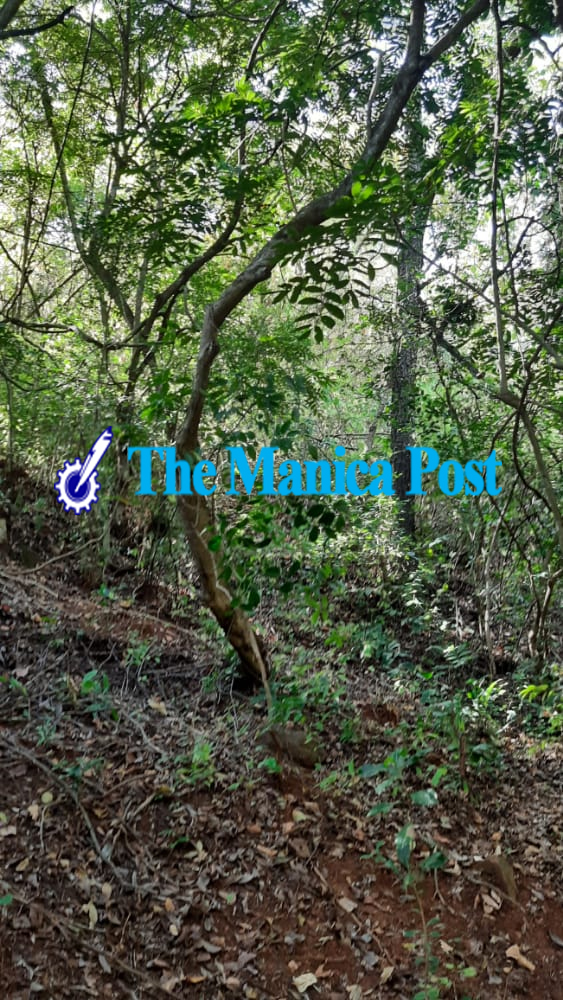 The Manica Post tweet media