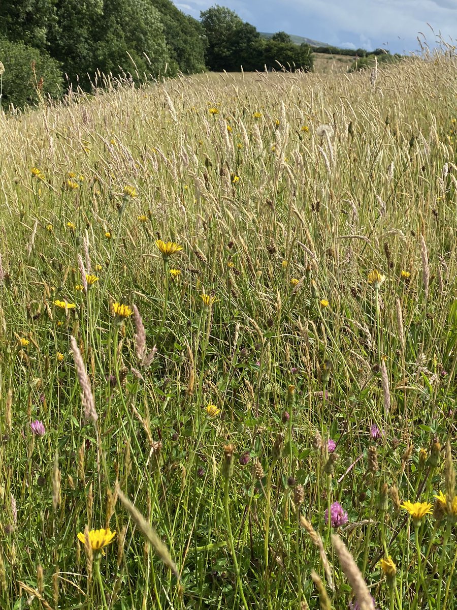 We leave certain areas of the farm to wildlife, between April and late summer providing a #habitat to many species of Fauna and flora . This 4 acre field never disappoints <a href="/NDevonBiosphere/">North Devon Biosphere</a> <a href="/PledgeforNature/">Pledge for Nature</a> #organic #nature #wildflower
