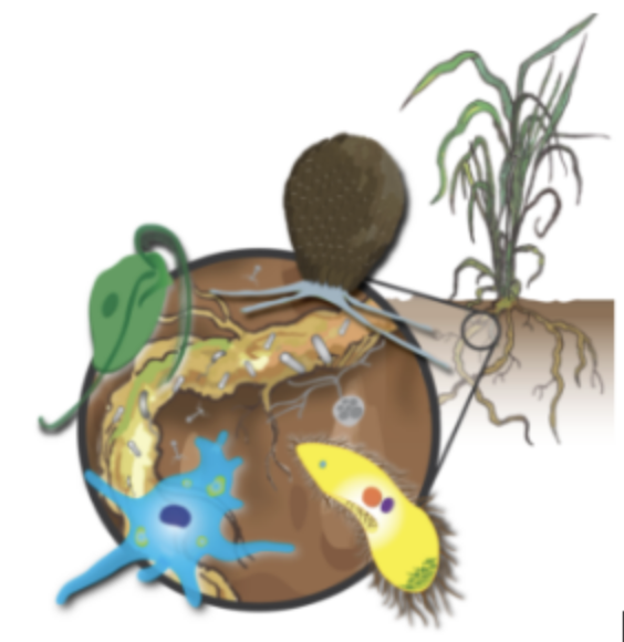 protistologists's tweet photo. Les #protistes du sol comme indicateurs de la pollution https://t.co/nwghnJBztY @_MicroBites 

Interactions between soil #protists and pollutants: An unsolved puzzle https://t.co/OHQmhWoxAi https://t.co/jyhIk9b2DF