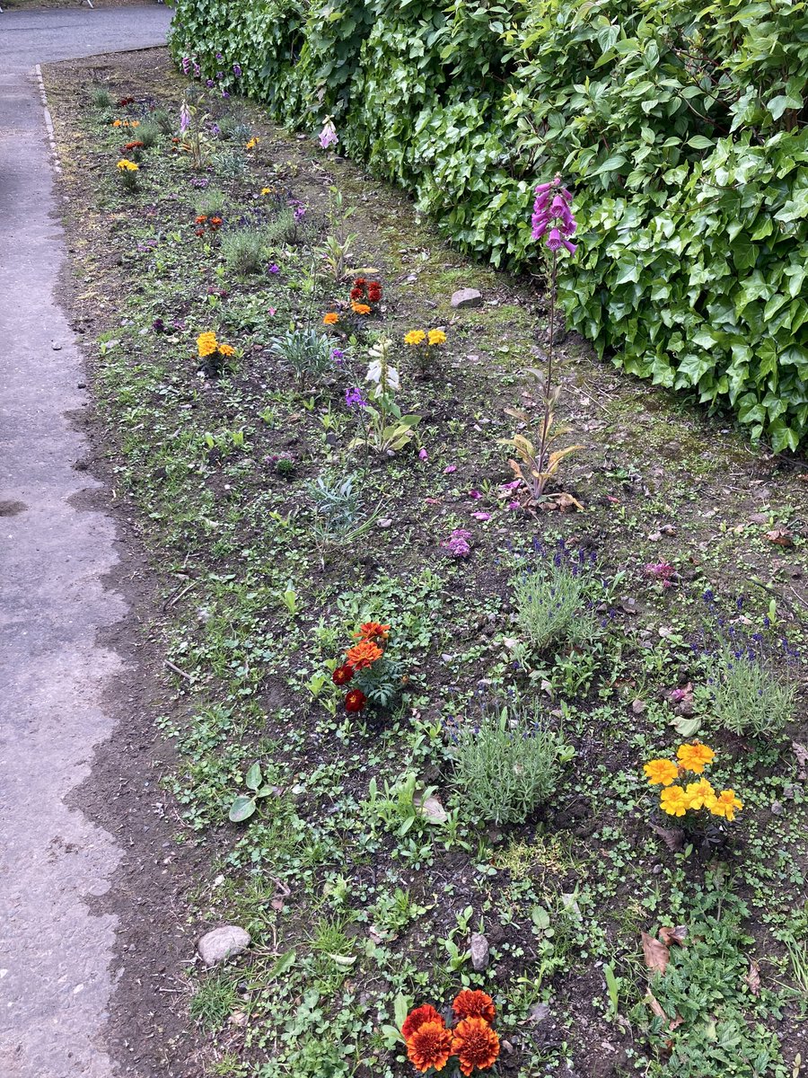 BalfronEcoClub's tweet photo. Swipe ➡️ to see the progress 🌼🐝🏵️🐝🪷🐝💠 #beenice https://t.co/QJHb3m5llp