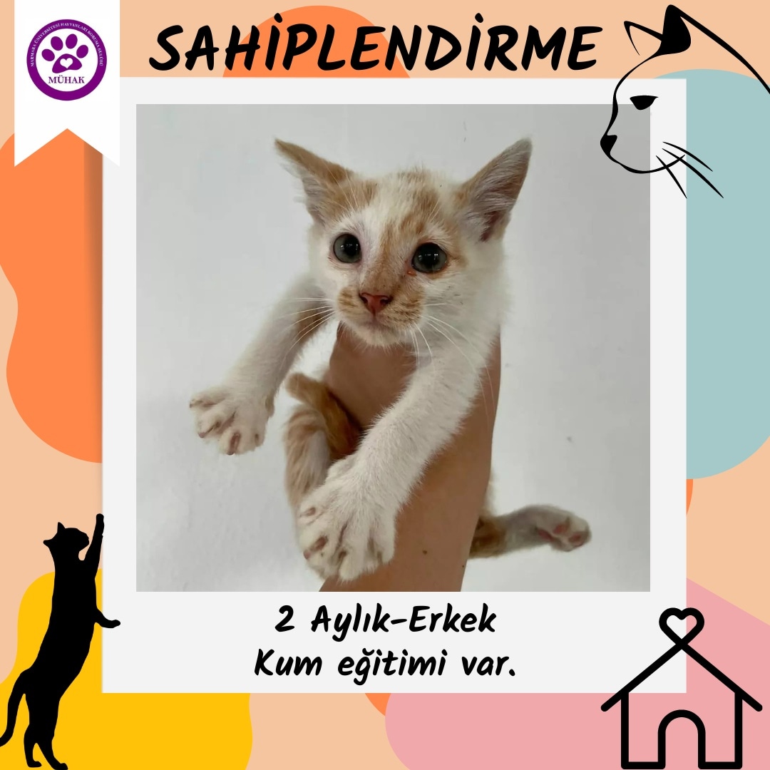 muhakdragos's tweet photo. Okulumuzda taşların altında korkmuş halde bulduğumuz Kıvanç Tatlımiyav kedimiz yeni yuvasını arıyor 😄🏠 https://t.co/nuK4Ee7K14
