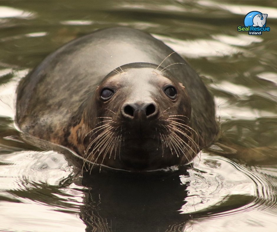 seal_rescue photo