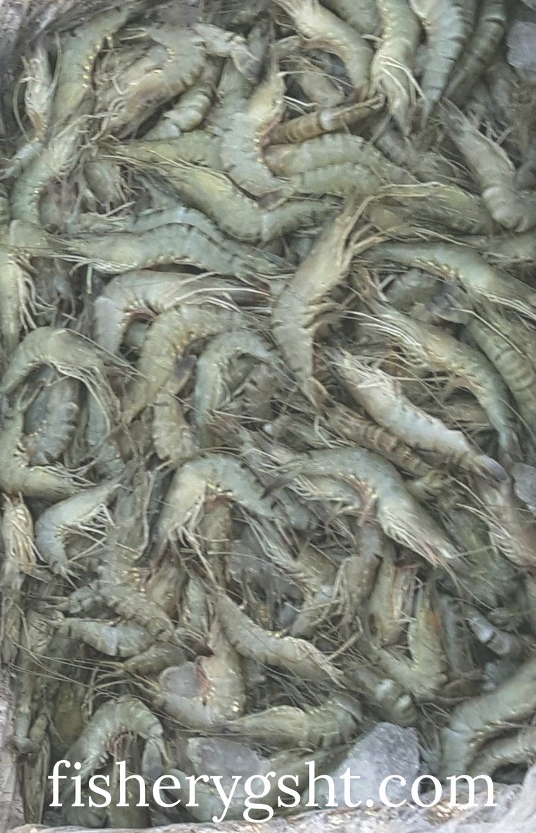 fisheryghat's tweet photo. চট্টগ্রাম ফিশারীঘ‌াট পাইকারী বাজা‌রে খুলনা/সাতক্ষীরা এলাকার প্র‌জে‌ক্টের "বাগদা চিং‌ড়ি"। দূঃখজনক হ‌লেও স‌ত্যি যে অত্র এলাকার অসাধু চিং‌ড়ি চাষী/ব্যবসায়ীরা চিং‌ড়ি‌তে Jelly push ক‌রে থা‌কেন বে‌শি; 
#organic #freshfish #exclusivefish #safefish #projectfish #culturefish https://t.co/szk0VIr1Bx