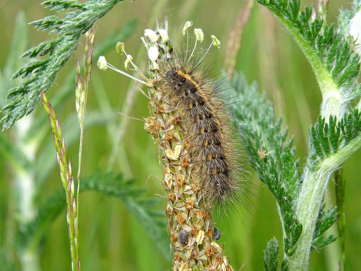 Vlinderaar's tweet photo. Als je geen oog hebt voor de kleine details, zul je nooit het grotere plaatje zien.

#Salland herbergt prachtige landschapsparels, ruigten en kruidenrijke wegbermen. Als je de tijd neemt om ze te bewonderen, ontdek je steeds meer van de wonderlijke pracht.

#Raalte #durftekijken https://t.co/IUSG5lBPpW