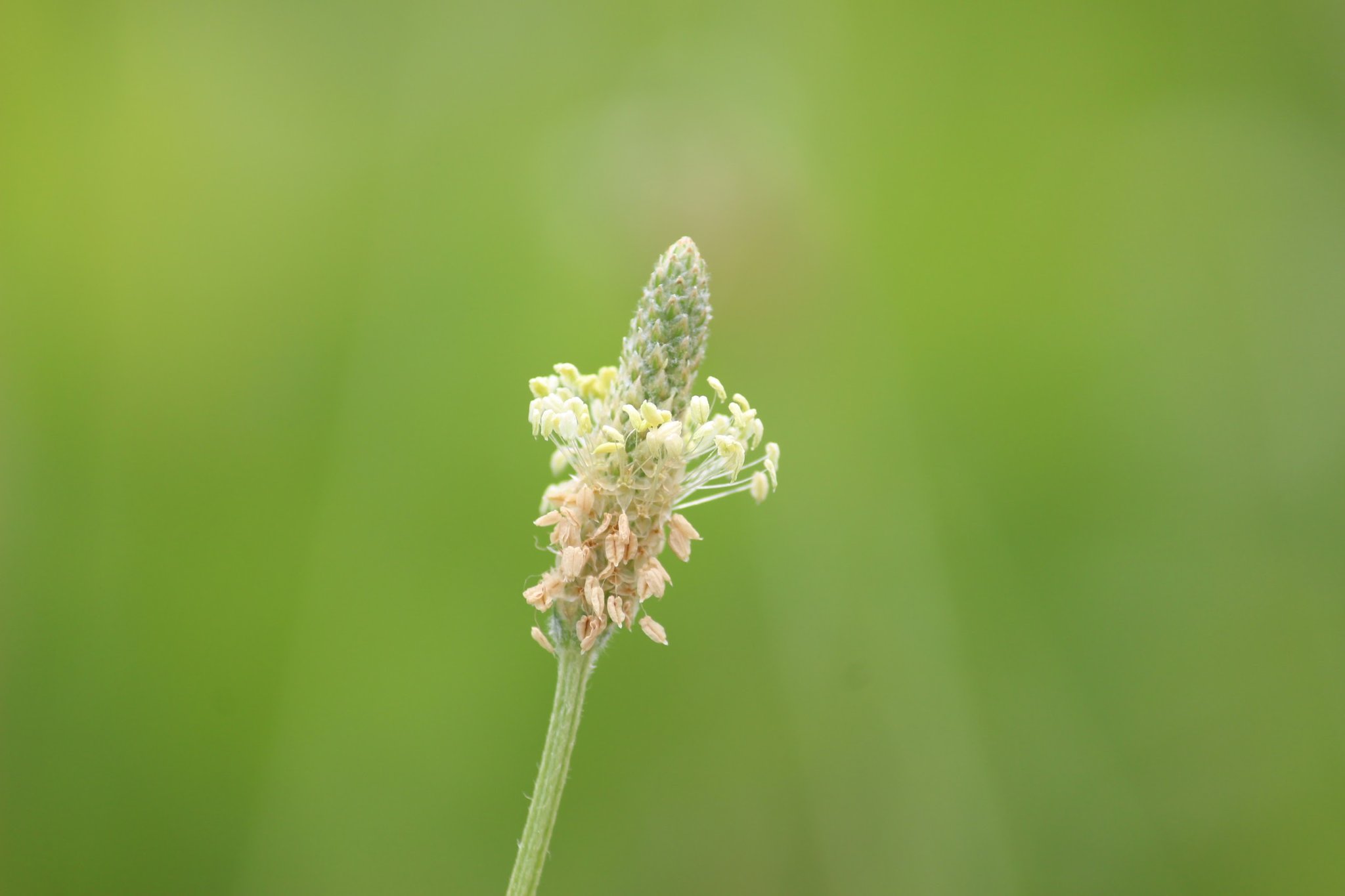 Masamin ヘラオオバコ はオオバコ科オオバコ属の多年草で ヨーロッパ原産の帰化植物 要注意外来生物に指定 おしべは白く飛び出し 下から上へと花を咲かせる 雑草だがハーブとしても利用 花粉症の原因になるので注意 花言葉は 素直な心 惑わせ