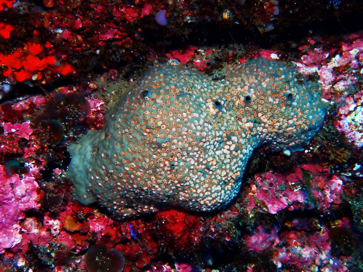 カイメンに共生するスナギンチャク
Umimayanthus sp.