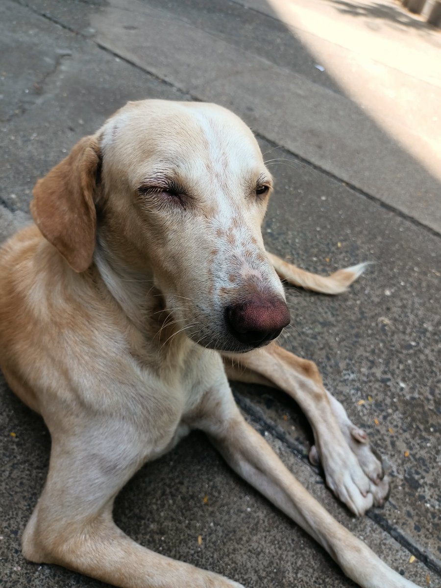 This stray dog in our complex was brutally beaten by a pet down owner himself. I'm trying to get to <a href="/PetaIndia/">PETA India</a> <a href="/WSDIndia/">WelfareofStrayDogs</a> to file a complaint against person who beat him.
We have given a first aid treatment, but we want justice for this poor soul.
#straydogs #dogsarefamily
