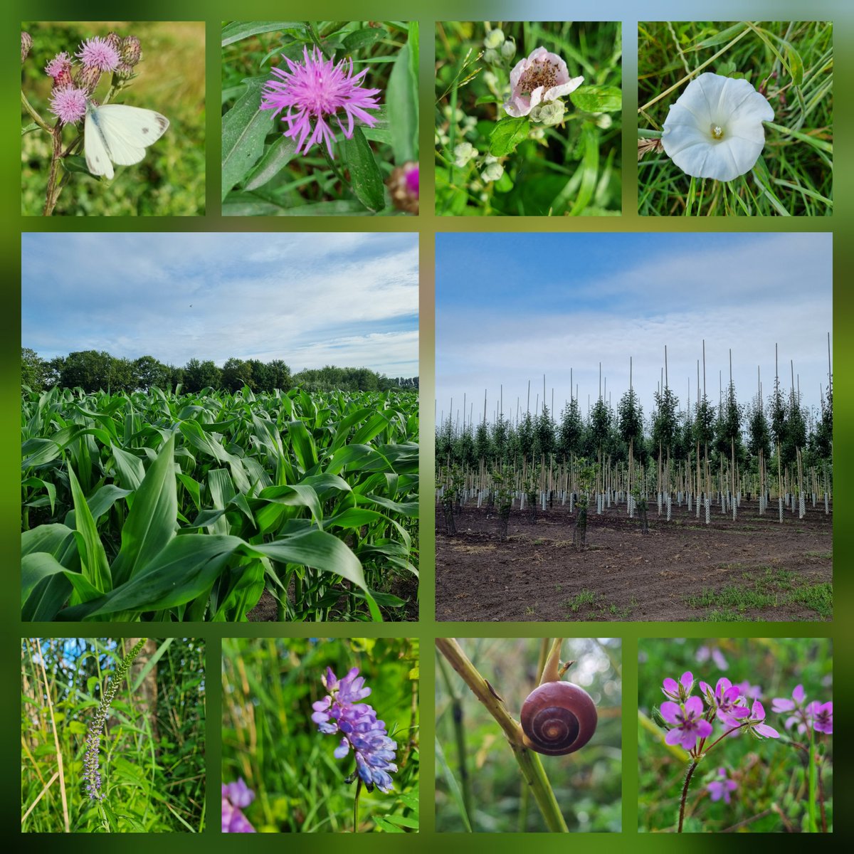 Rondje met de honden. Mooi #Brabants #platteland #boerenland