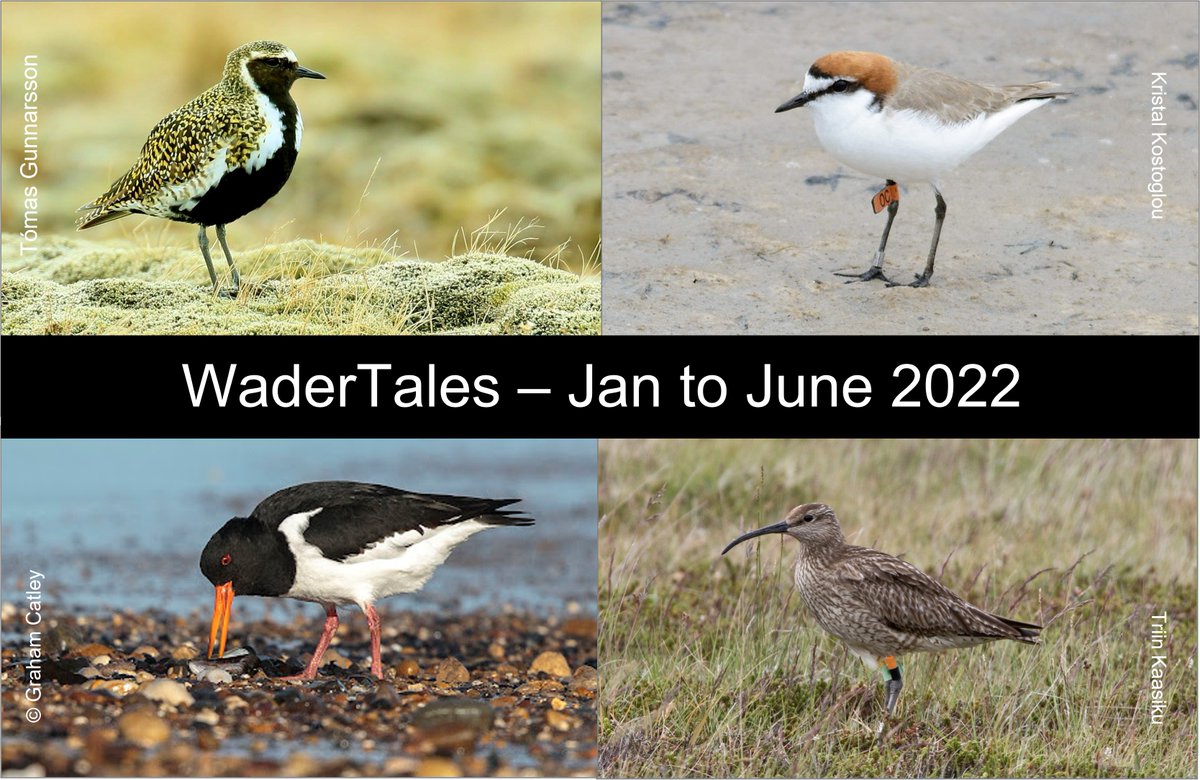 Quick summary of first nine #WaderTales blogs of 2022: wadertales.wordpress.com/2022/06/25/jan… Thanks to: @modelbirder @_Kristal_K @geethansen @i_woodward @TriinKaasiku @eldisarna @jennylinscott #waders #shorebirds #ornithology