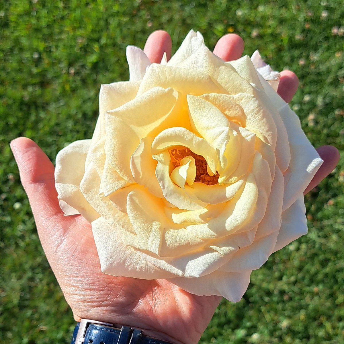 A rose nearly the size of my hand