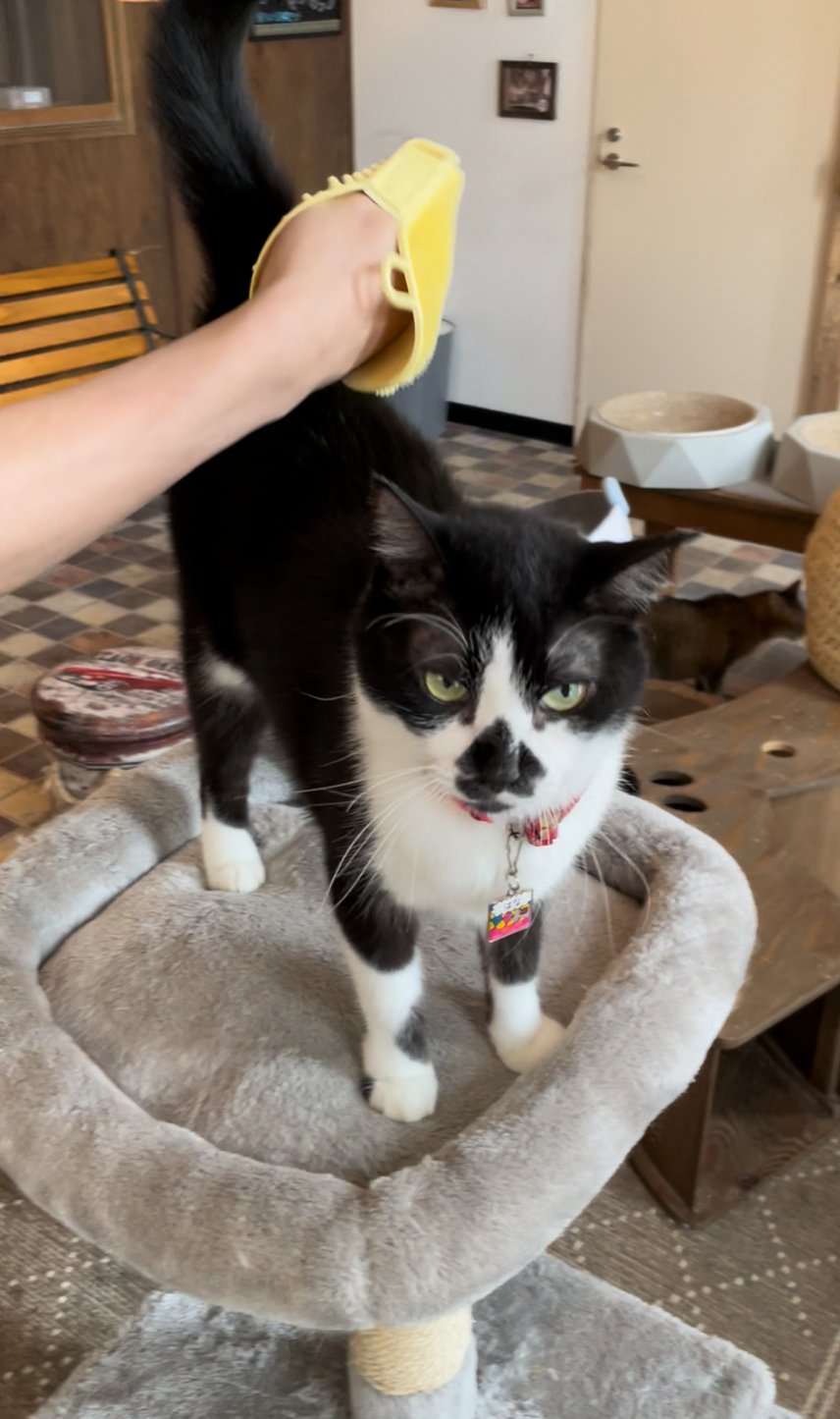 猫カフェkuro Nekocafe Kuro Twitter