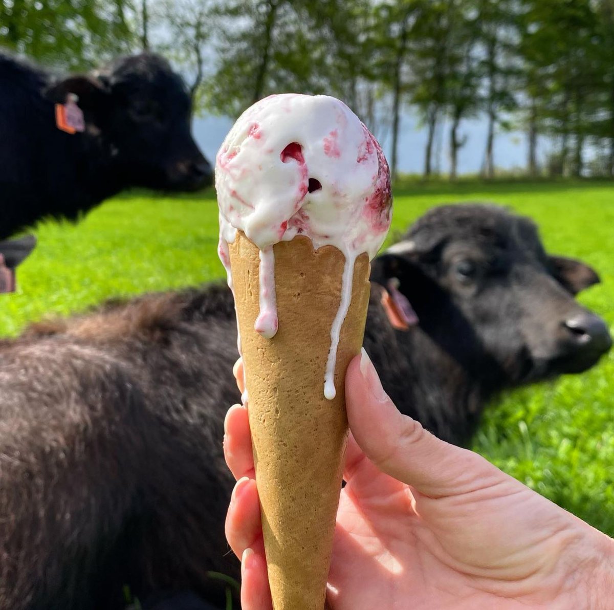 Weather report. Its going to be a little warm today with a high chance of Buffalo Ice Cream. The melto-meter is also high so customers are advised to lick their dribbles quick.

Don't forget we are in the food hall at the <a href="/ScotlandRHShow/">Royal Highland Show</a> on the <a href="/InvestFife/">InvestFife</a> Tastes of Fife #RHS200