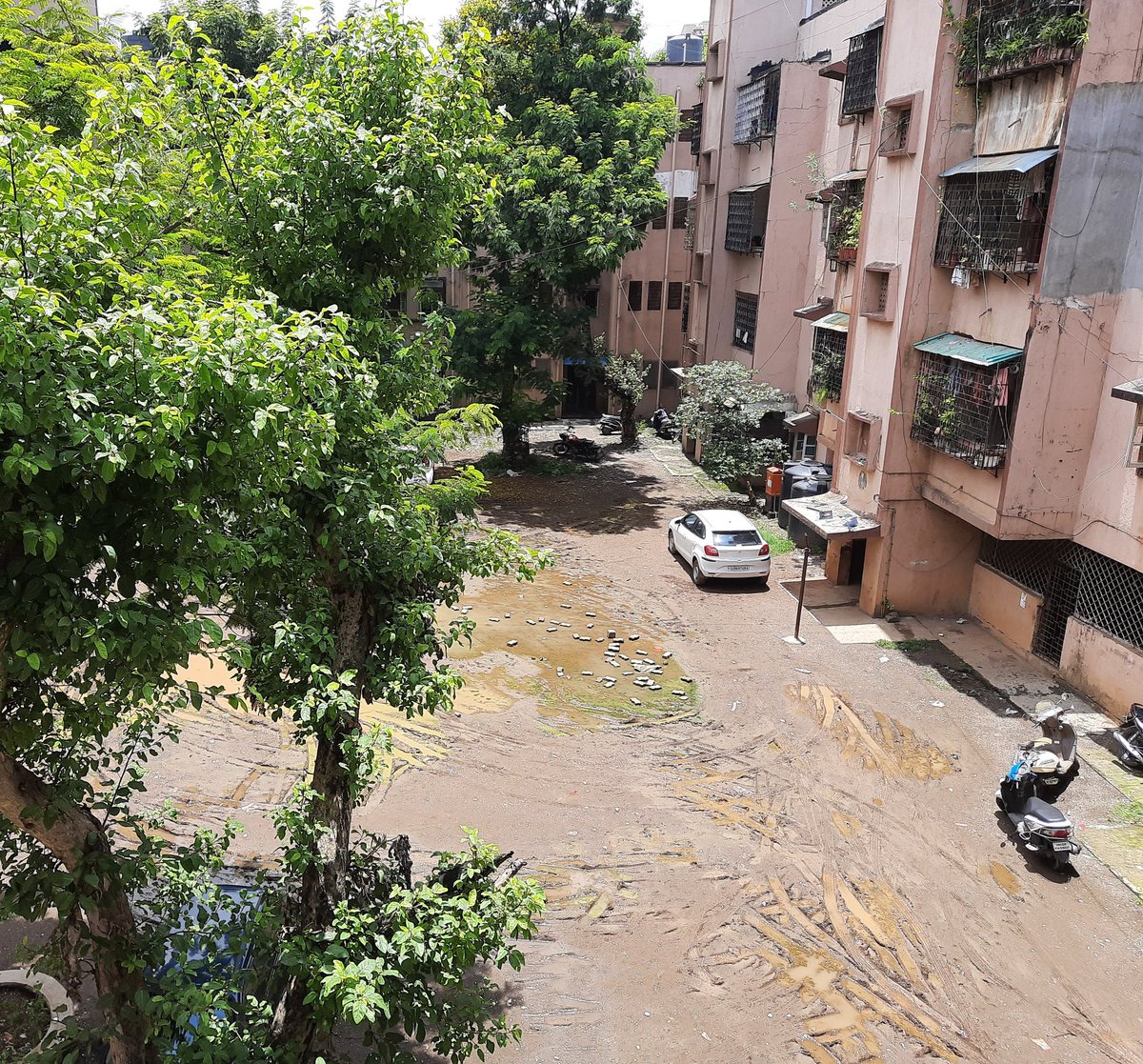 Omkarverse's tweet photo. Day 10 
The Dengue mosquito, Aedes Aegypti has been sighted. Requesting URGENT action before an outbreak.
Location = B202 to B211, Govt Colony,Bandra East, Opp Cinemax Theatres.
@mybmcWardHE @mybmc @zeeshan_iyc @mirohinikamble @poonam_mahajan @AUThackeray
https://t.co/75R2dEsFPO https://t.co/3GnjlefIJi