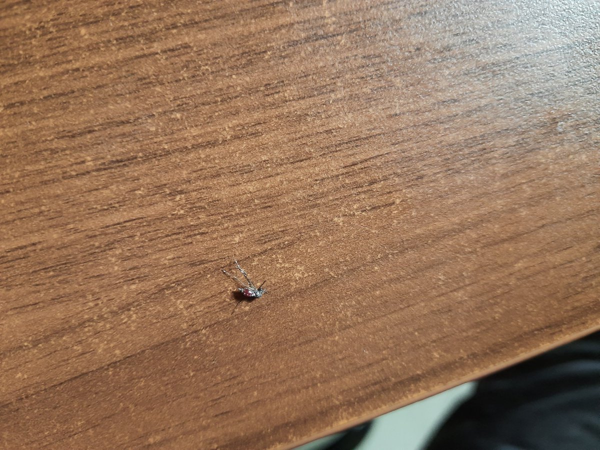 Omkarverse's tweet photo. Day 10 
The Dengue mosquito, Aedes Aegypti has been sighted. Requesting URGENT action before an outbreak.
Location = B202 to B211, Govt Colony,Bandra East, Opp Cinemax Theatres.
@mybmcWardHE @mybmc @zeeshan_iyc @mirohinikamble @poonam_mahajan @AUThackeray
https://t.co/75R2dEsFPO https://t.co/3GnjlefIJi