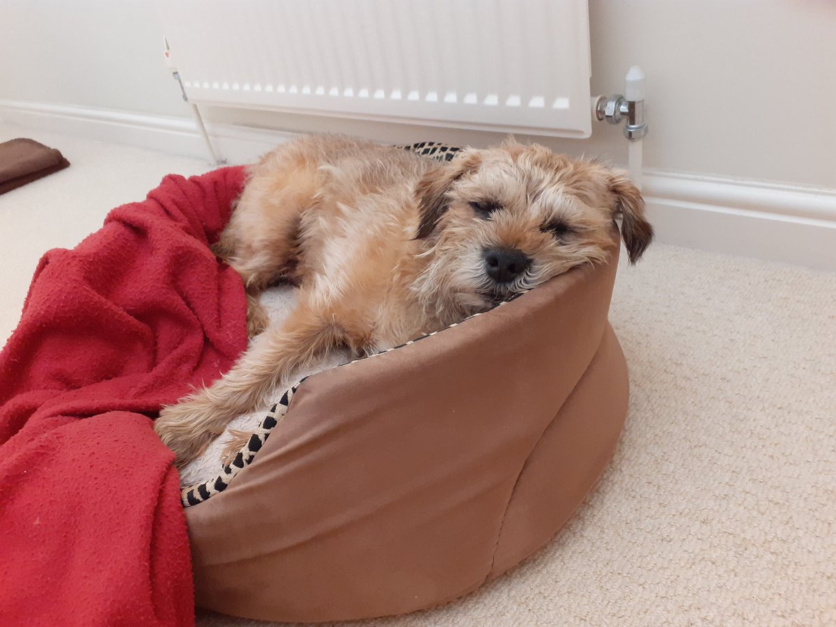 HarrybtGreaves's tweet photo. Iz satday mornin again pals me an de fatty is not in a urry oh no 

#BTPosse #BorderTerrier #dogsoftwitter https://t.co/2oAiErRDID