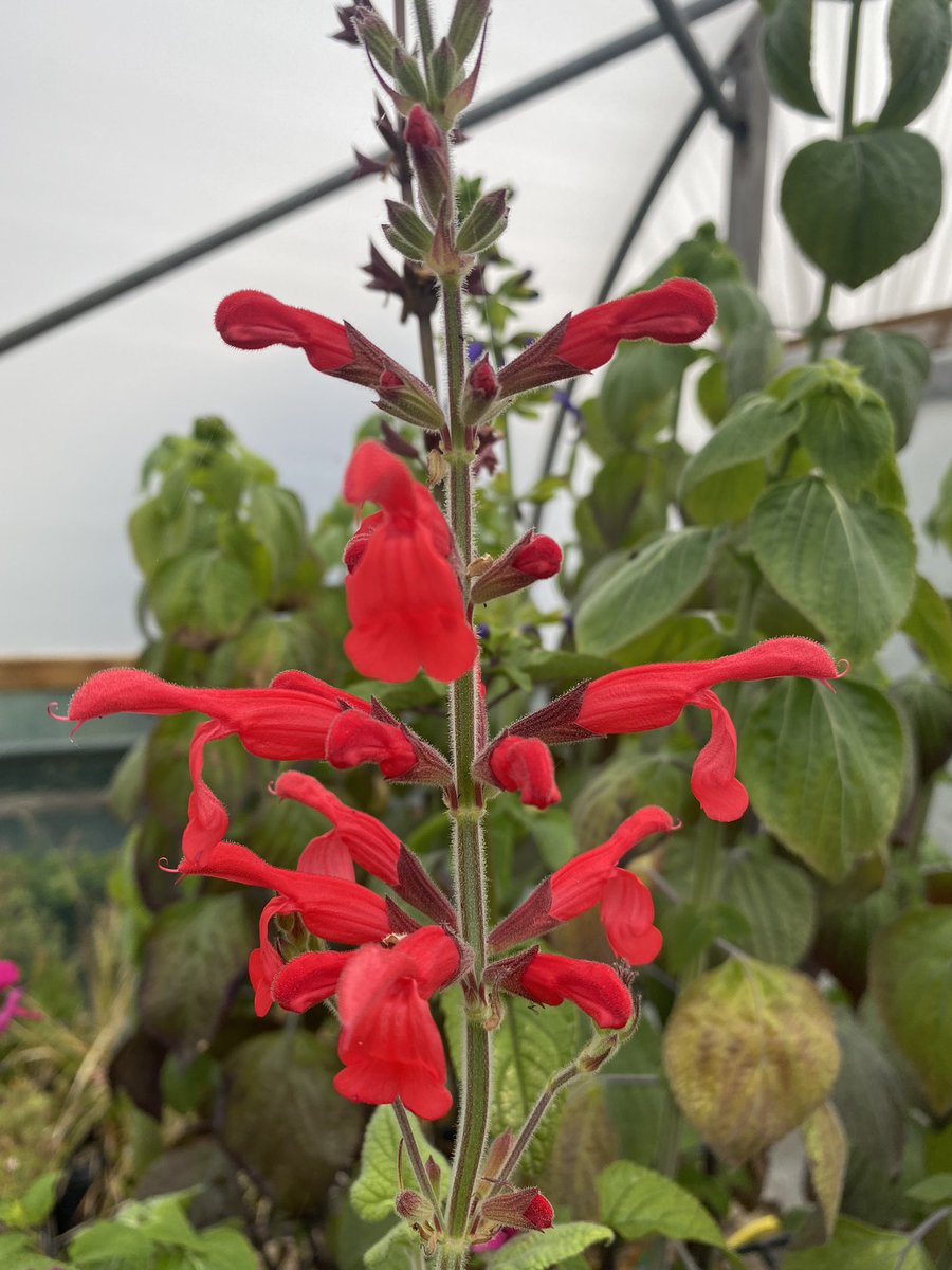 Salvia darcyi is firing up nicely now with young plants available too! #salviadarcyi #redflowers #salvia #hotcolours #sage #summerplants #peatfree #salvias