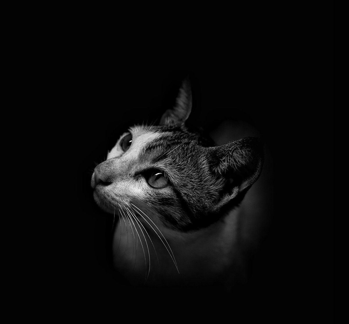 iamsujalshah's tweet photo. Beauty in the dark
10/10
0.07$eth (polygon base)
#NFTs
#NFTCommunitys 
#NFTGiveaway 
#CatsOfTwitter 
https://t.co/9WeUUVmKmJ https://t.co/5EP41UtUEa