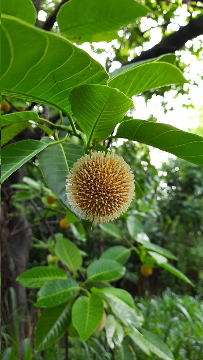 seasonwatch_in's tweet photo. #update on the Kadamba bud, which has opened into yellow-white #Flowers ! The #monsoon flowering has begun, don't forget to #LookUp at your #trees .
#citiesandtrees #indiantrees #seasonaltrees #CitizenScience #climatechange #seasonwatch https://t.co/IfprK3zePV