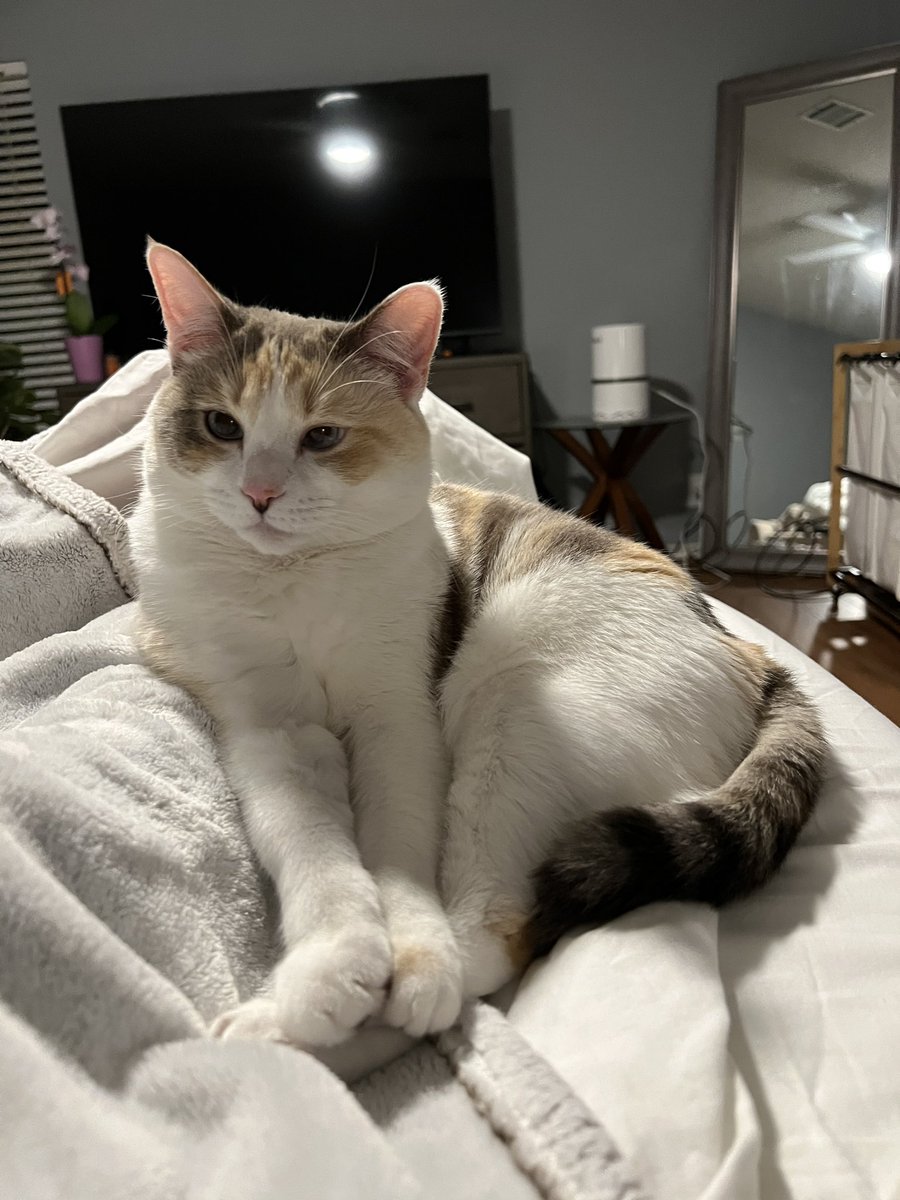 fatfatpankocat's tweet photo. The cat is ready for bed https://t.co/1Lniz3Svyn