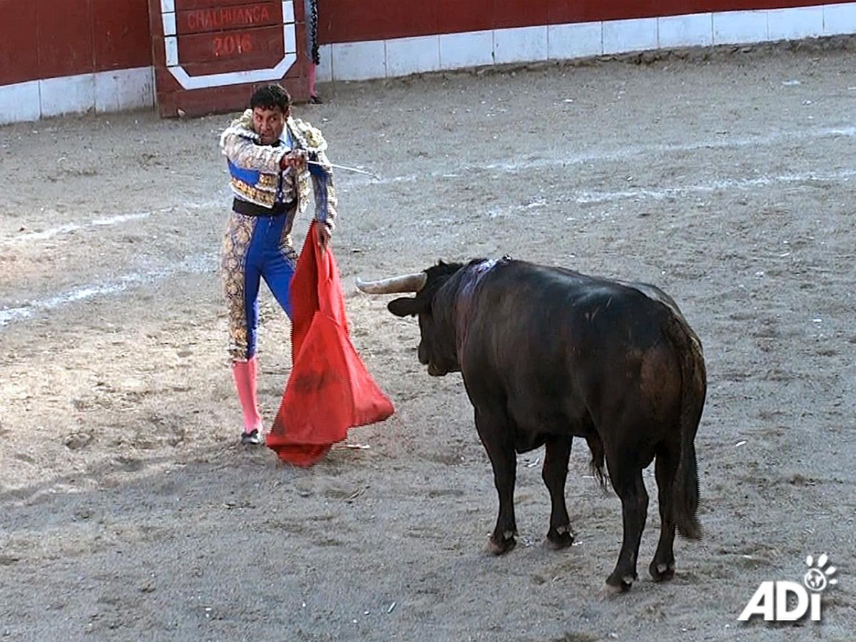 CathWilliams5's tweet photo. BULLFIGHTING DEFINITIVELY SUSPENDED IN WORLDS LARGEST BULLRING.A federal judge has suspended bullfights in Plaza México,Mexico City,while court proceedings take place to review a complaint that challenges the constitutionality of laws that regulate bullfighting
 
#BanBullfighting https://t.co/UuxiRFhha8
