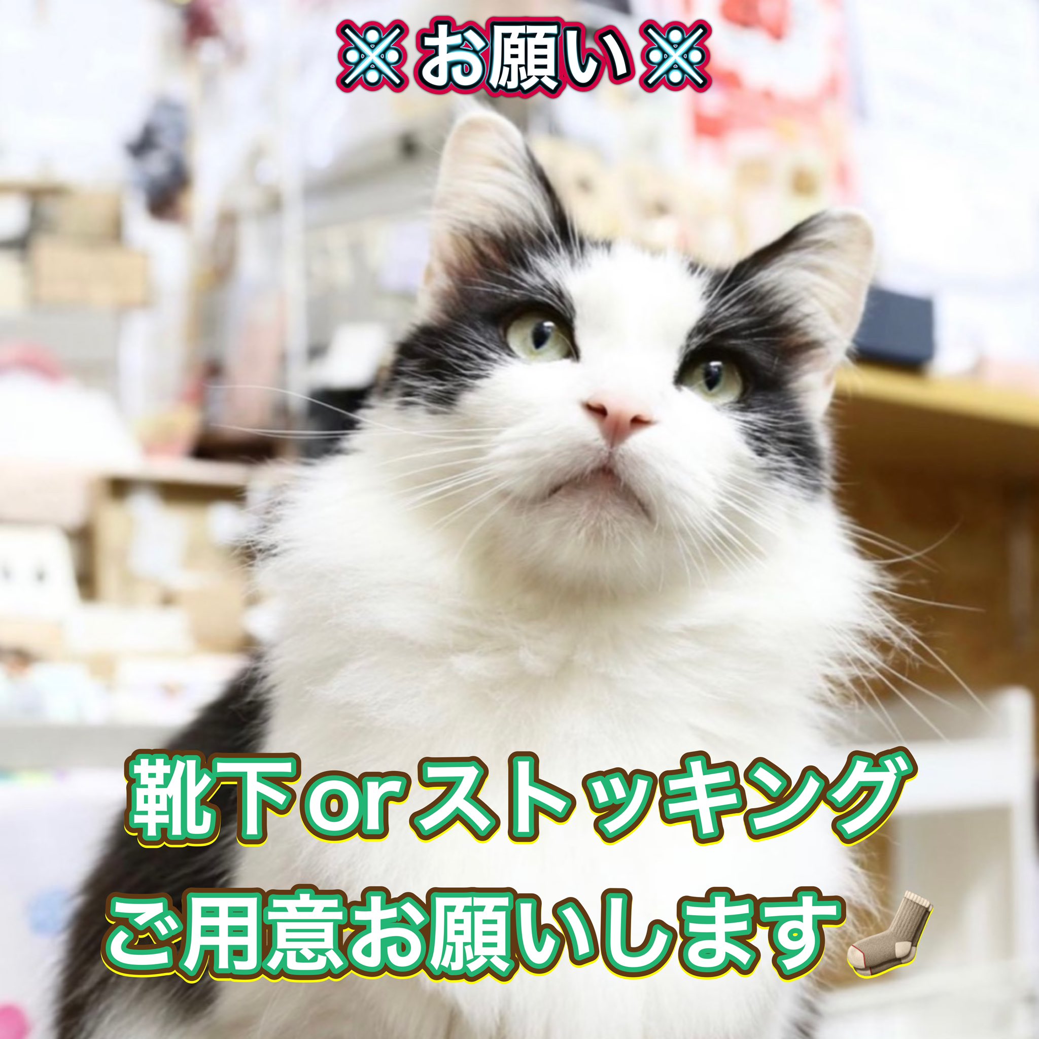 ねこカフェ肉灸 香川県 高松市 猫カフェ Nikukyu0703 Twitter