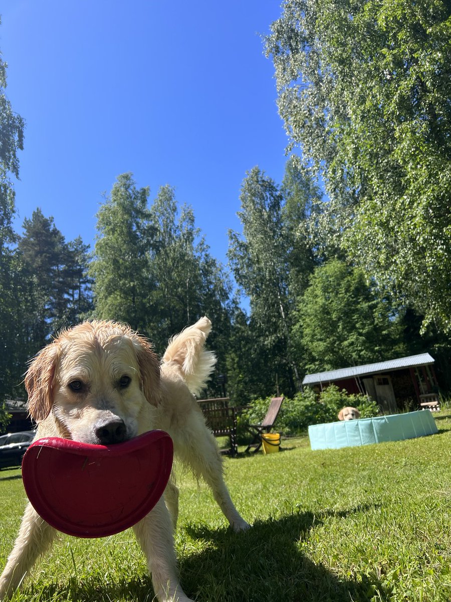 EmppuLeksa's tweet photo. Kuvasta näkee hyvin meidän kesäaktiviteetit, frisbeetä ja uimista.
Aurinkoista juhannusta!☀️ -Emppu ja Leksa
#juhannus #kultainennoutaja https://t.co/CEBzdOosD9