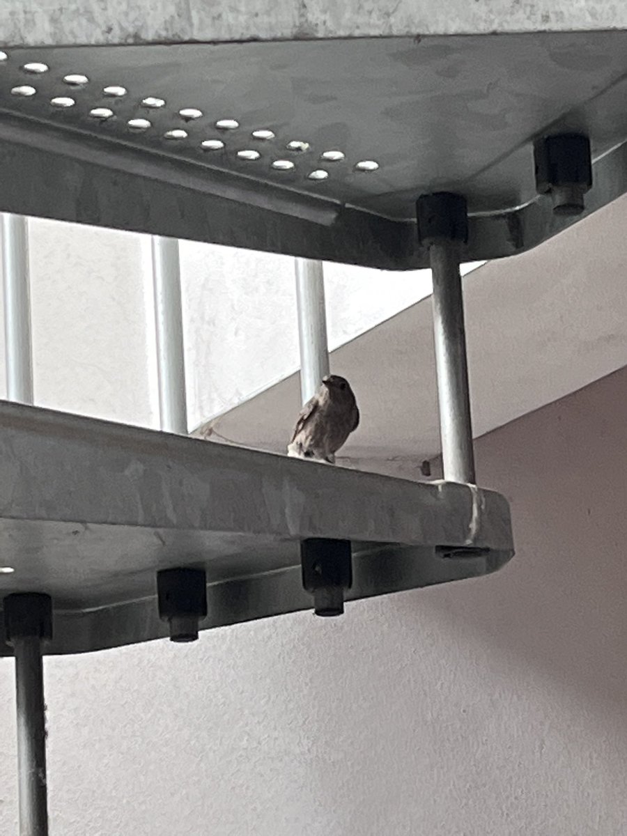 pieraboglio's tweet photo. Qualcuno sa dirmi che uccellini sono? #uccelli #ornithology #ornitologia https://t.co/QzU1P4tPqw