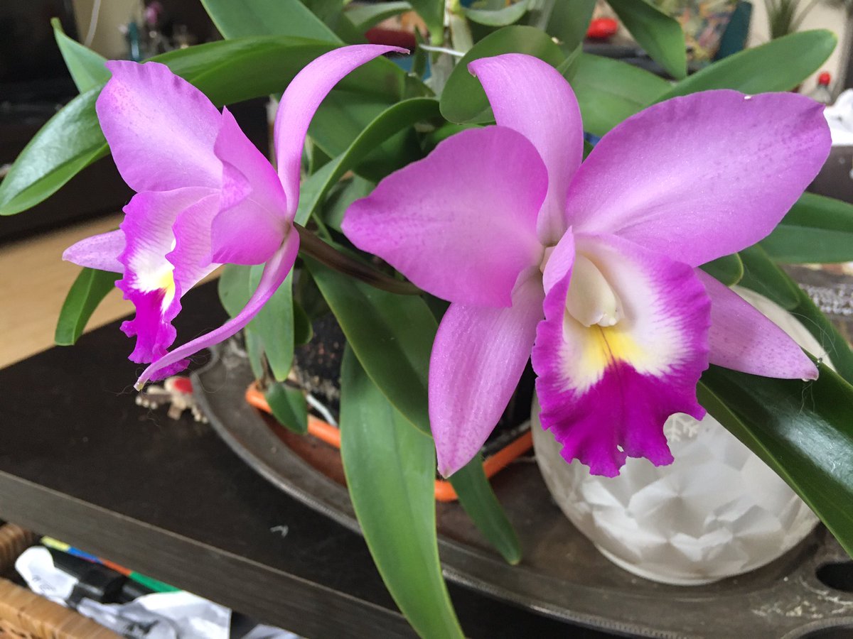 pisi_9's tweet photo. Cattleyas #orchids #orchid #Flowers #nowInBloom https://t.co/4aW0qivnpS