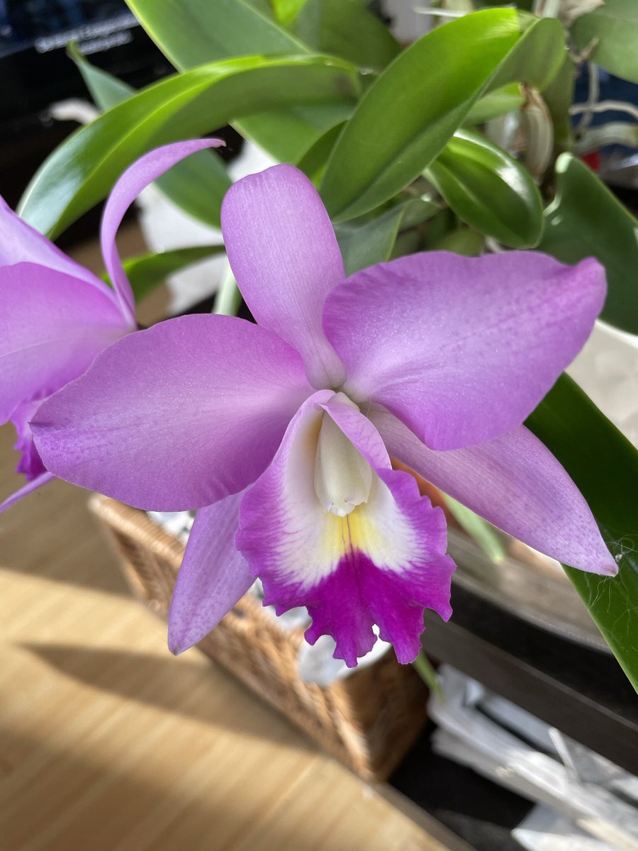 pisi_9's tweet photo. Cattleyas #orchids #orchid #Flowers #nowInBloom https://t.co/4aW0qivnpS