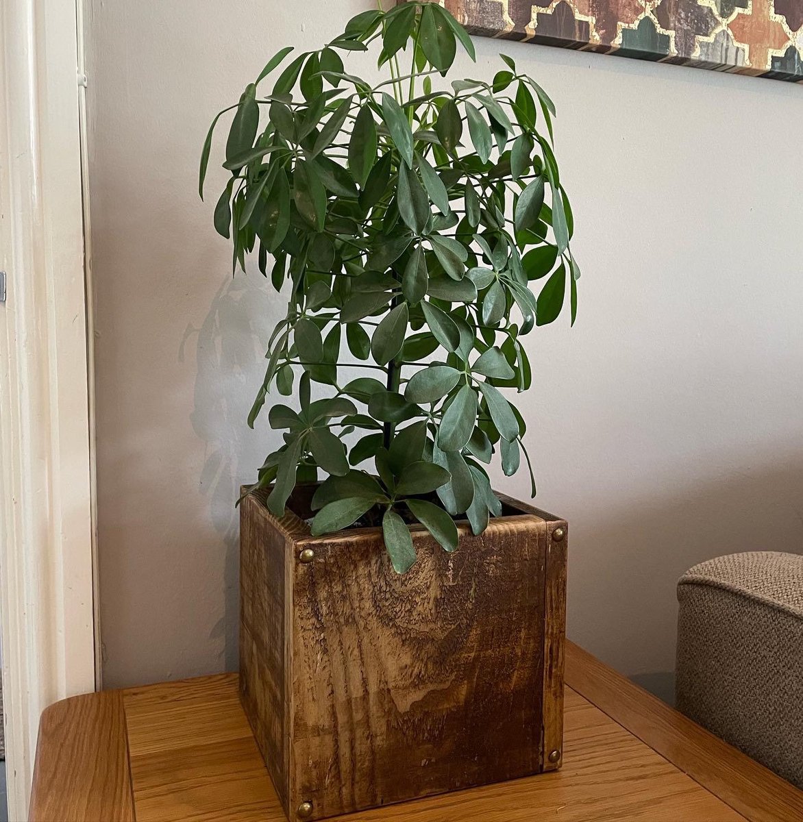 Large Indoor wooden plant pots - wooden planters - wooden boxes - waxed  #rusticplantpots #woodenplantpots  #largeplantpots etsy.me/3A0oNg9