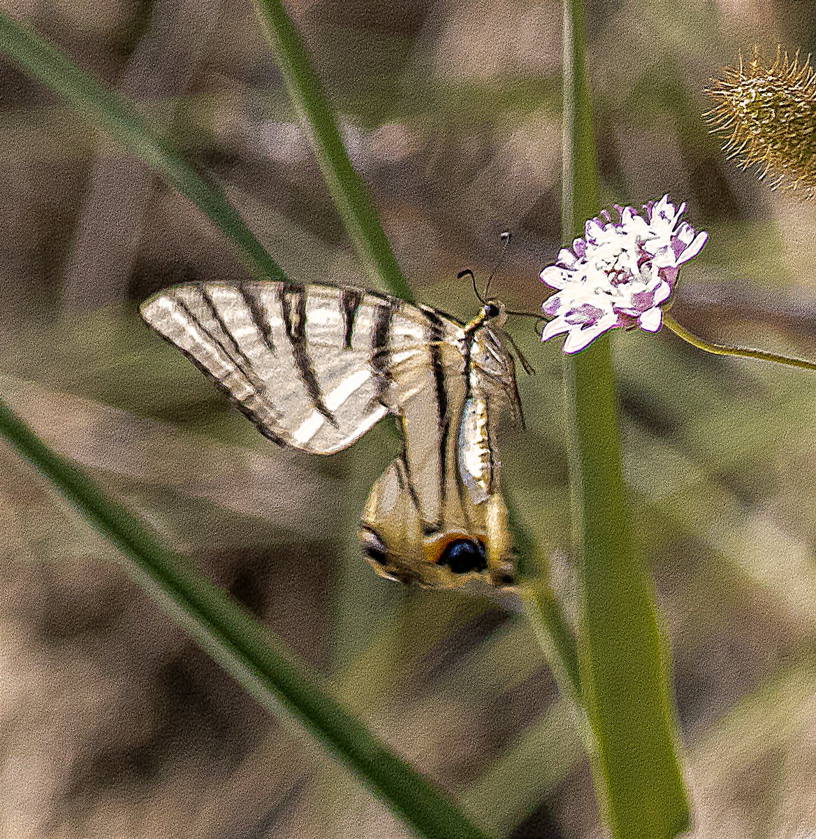 PDKImages's tweet photo. You can never have too much "Scarce Swallowtail" Butterfly in your life. They are truly stunning creatures. 

Happy Saturday

#scarceswallowtail #scarceswallowtailbutterfly #butterfly #butterfliesofcorfu #insect #Corfu #nature #NaturePhotography #wildlife #wildlifephotography https://t.co/pFYu2hiIdz