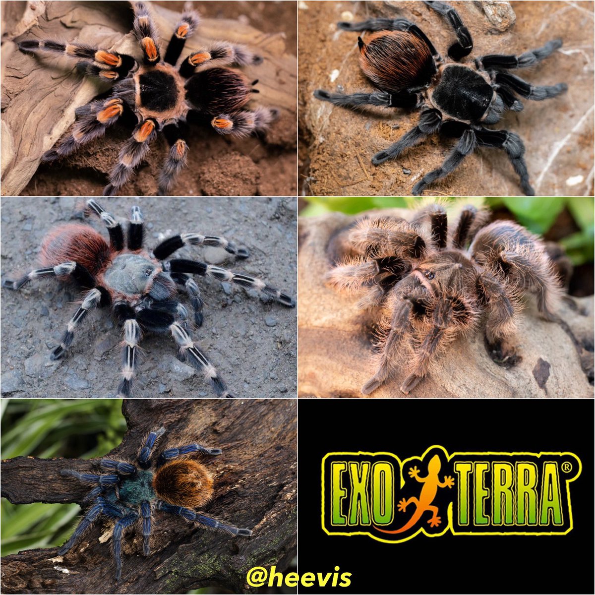 Schitterende nieuwe spinnen binnengekomen bij #Heevis. Met onder meer: “Brachypelma hamorri”, “Tliltocatl vagans”, "Nhandu chromatus”, “Tliltocatl albopilosum” en “Chromatopelma cyaneupubescens”. #spinnen #vogelspin #terrarium #eindhoven #aquariumspecialist