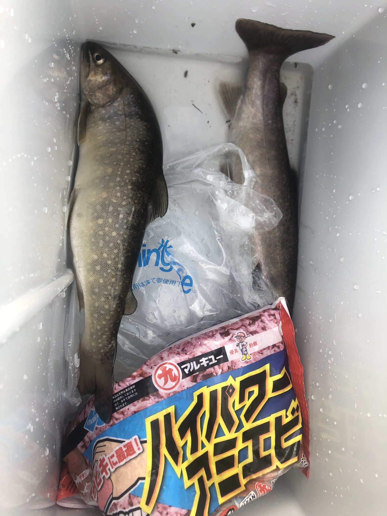 تويتر マロン على تويتر 08 00 やっぱこれからの時代海釣りよね 淡水魚なんて味が淡白で海の魚のが美味いし 10 00 ぎゃー タイヤが砂浜にハマった 助けてくださったお姉さんとお兄さん達ありがとうございます 13 00 フグしか釣れねえ 現在 やっぱ渓流