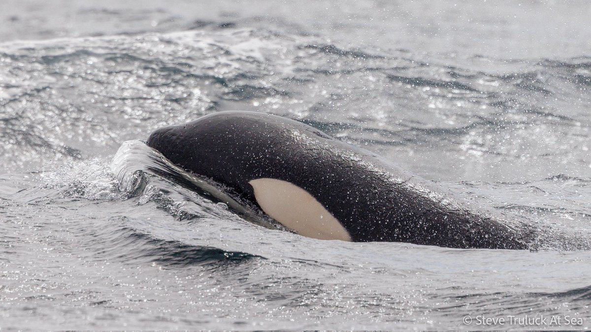 The last few weeks of watching #orcas in #scotland have been tremendous!🏴󠁧󠁢󠁳󠁣󠁴󠁿🖤🤍
Here's ID 195, a member of the 64s matriline as they passed just a few metres from us stood onshore at Freswick, Caithness. #orca #killerwhale