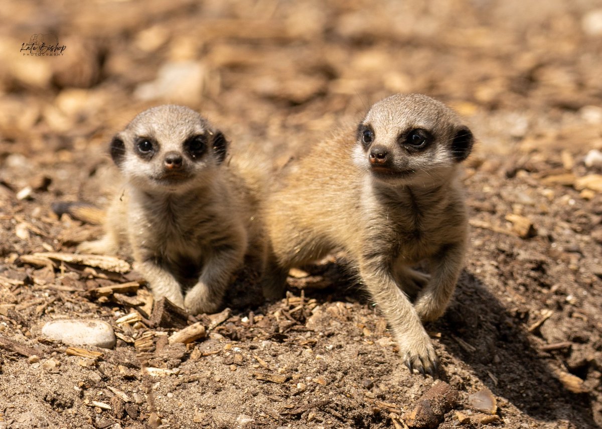 KBWPhotos's tweet photo. We must have stood for hours watching these beauties and it was time very well spent! These meerkat pups are about a month old and they grow so so fast! 🥰❤ I can't wait to go back soon! 

Taken on a girls day out with @Felinedoggeous at @ParkWingham ❤

#meerkatpups #meerkat https://t.co/sStD7Zo5Ec