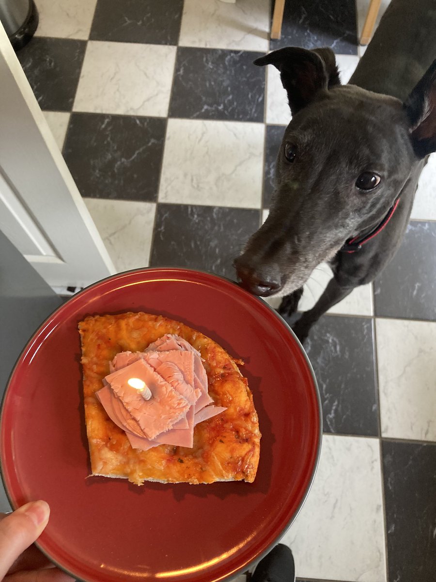 mws_halliday's tweet photo. Happy Birthday Elvis ❤️ 9 today! Now his age matches his grumpy and aloof personality - he’s a grumpy old man 😂 Still young enough to get excited about pizza and ham for brekkie, just fuming about the hat… 🍕🥳🐾🎂 @MakantsGreys https://t.co/lXIgQLhiwg