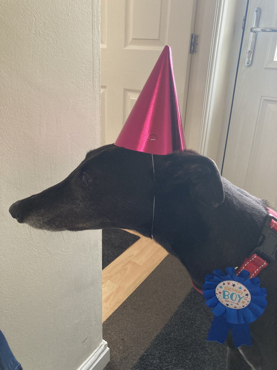 mws_halliday's tweet photo. Happy Birthday Elvis ❤️ 9 today! Now his age matches his grumpy and aloof personality - he’s a grumpy old man 😂 Still young enough to get excited about pizza and ham for brekkie, just fuming about the hat… 🍕🥳🐾🎂 @MakantsGreys https://t.co/lXIgQLhiwg
