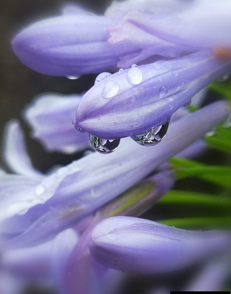 ひろ 皆様こんばんは お花は アガパンサス 和名 紫君子蘭 花言葉は 恋の訪れ ラブレター 知的な装い 梅雨は 雫となって お花に 寄り添います 雫 はきっと アガパンサス の 美しさに惚れた のでしょう T Co Bh4a264ues