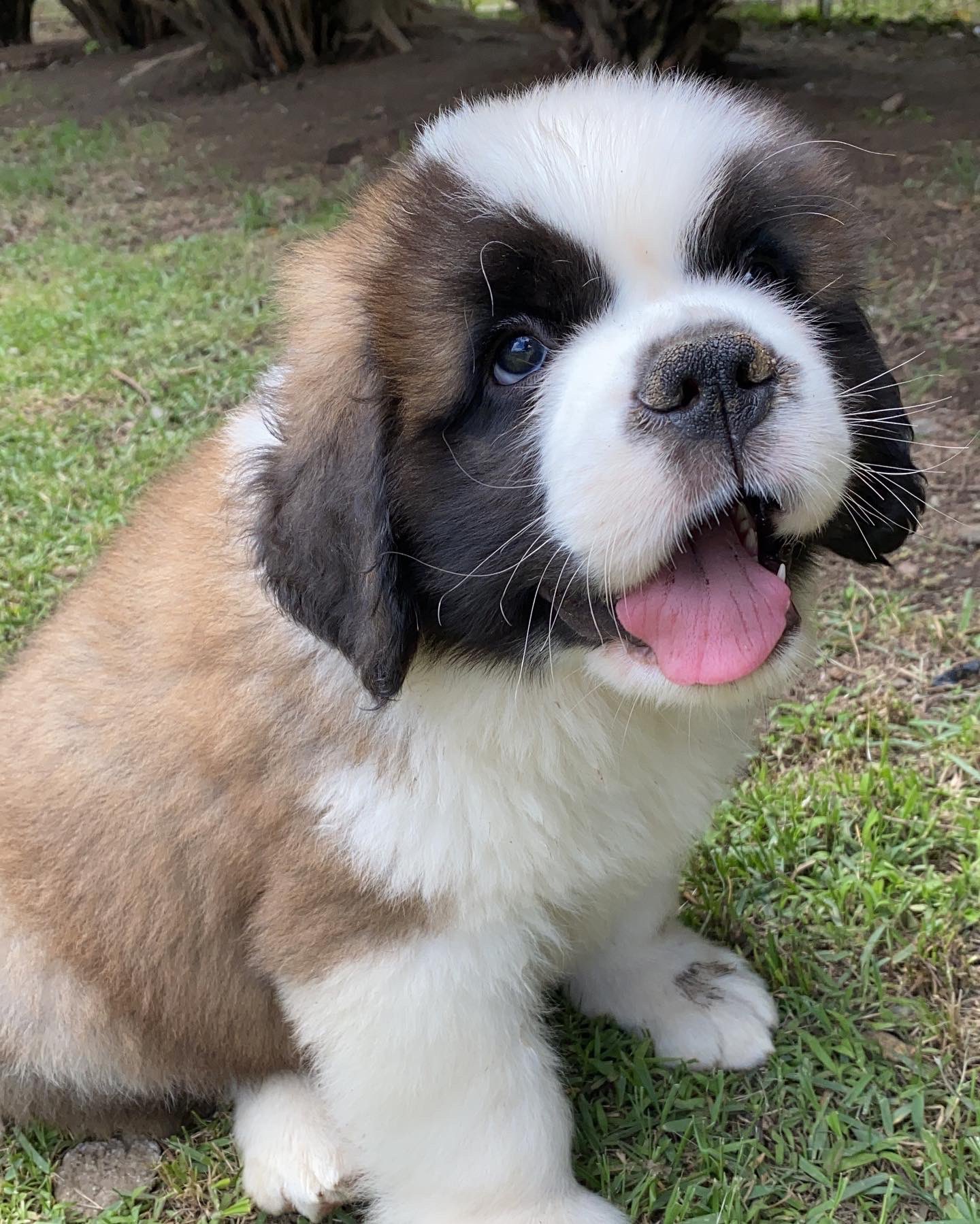 セントバーナード子犬