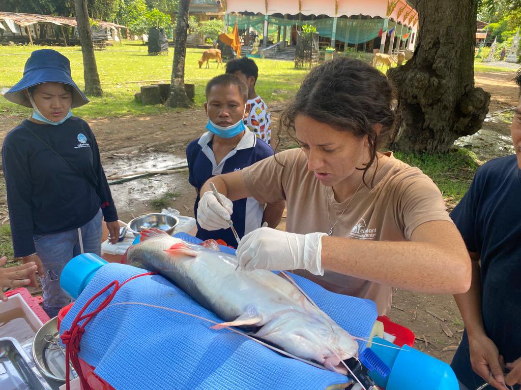 ausvetgroup tweet media