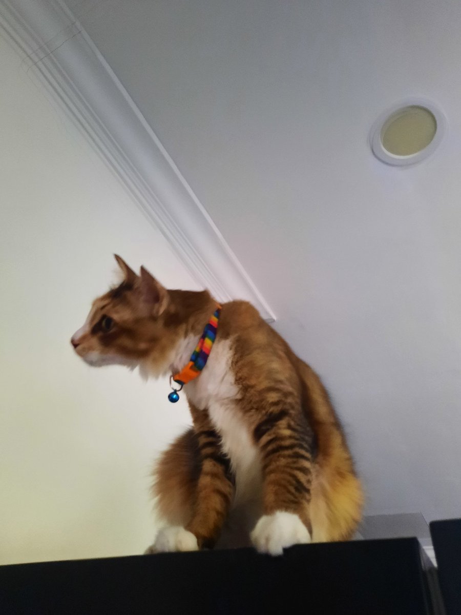 Cleansing the timeline with pics of my cats. Orange one is Loki and the calico one is Lucy. And yes, Lucy is on top of my tall fridge. 

❤️🐈