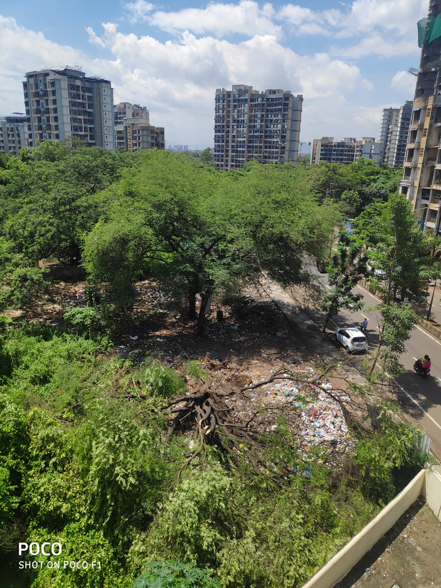 kiran_mestry's tweet photo. @KDMCOfficial @smartkdmc how come v r bringing down such huge tree, this is how v r saving environment #90ft #thakurli @DBADeepakDubey @MahaEnvCC @AmhiDombivlikar https://t.co/cfRsSQHW82