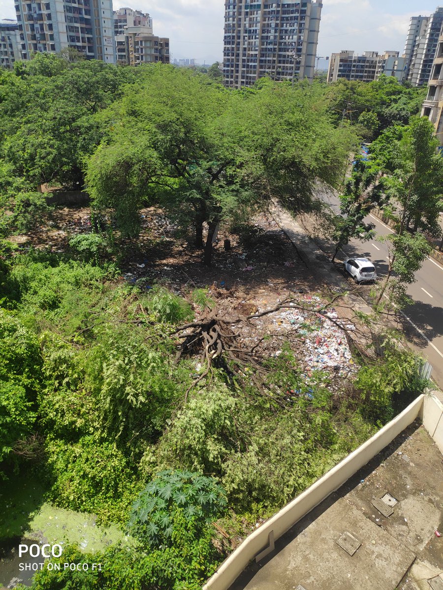 kiran_mestry's tweet photo. @KDMCOfficial @smartkdmc how come v r bringing down such huge tree, this is how v r saving environment #90ft #thakurli @DBADeepakDubey @MahaEnvCC @AmhiDombivlikar https://t.co/cfRsSQHW82