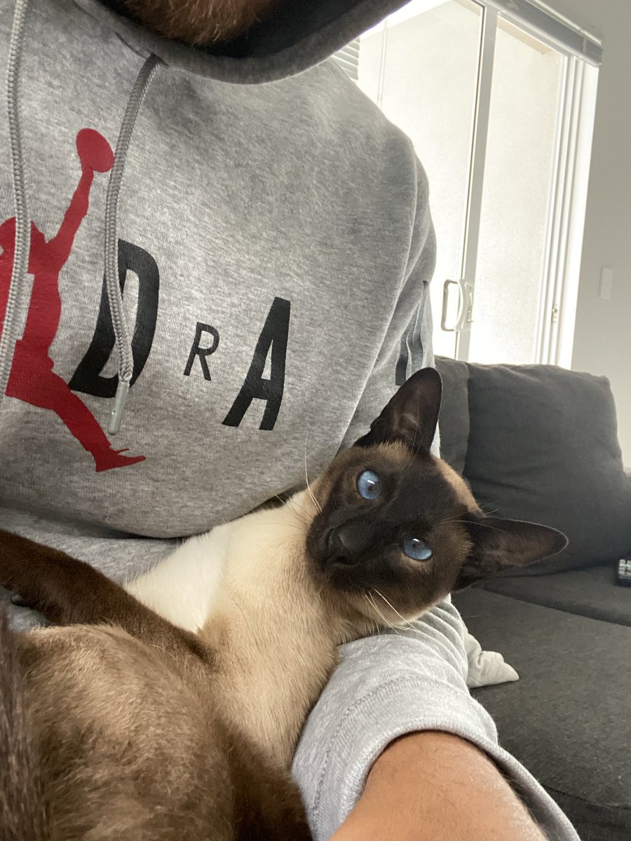 The Lost Cats tweet media