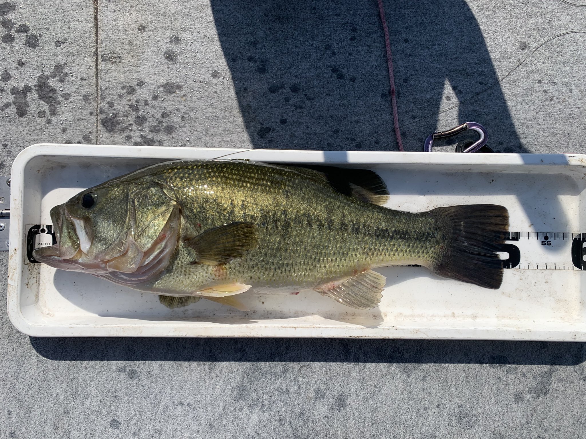 まー君 バス釣り Bassfishing1054 Twitter