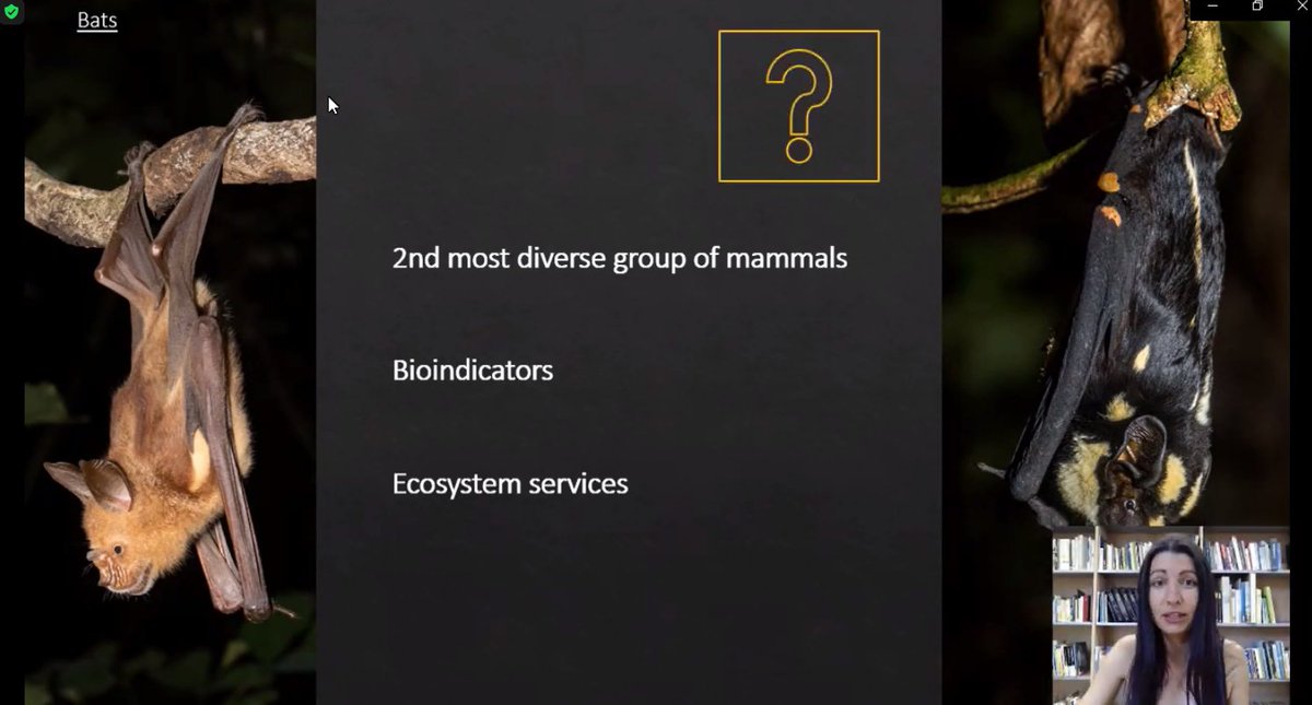 Bats without Borders (@bats_w_borders) on Twitter photo Talk 3 - by <a href="/arualentina/">Laura Torrent 🦇</a> - 'A taxonomic review of #EquatorialGuinea bat species to root an urgent Bat Conservation Policy' @acaptainplanet #AfriPopo2022 #Africanbats #speciesdiversity #unexploredareas Talk 3 - by <a href="/arualentina/">Laura Torrent 🦇</a> - 'A taxonomic review of #EquatorialGuinea bat species to root an urgent Bat Conservation Policy' @acaptainplanet #AfriPopo2022 #Africanbats #speciesdiversity #unexploredareas
